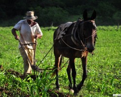 APOSENTADORIA DE AGRICULTORES FAMILIARES NÃO TERÁ ALTERAÇÃO COM AJUSTES DO GOVERNO